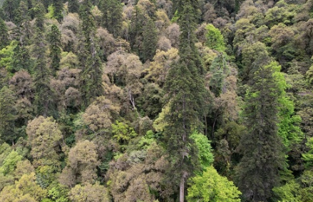 83.2米新“树王”！科学家发现中国最高树木